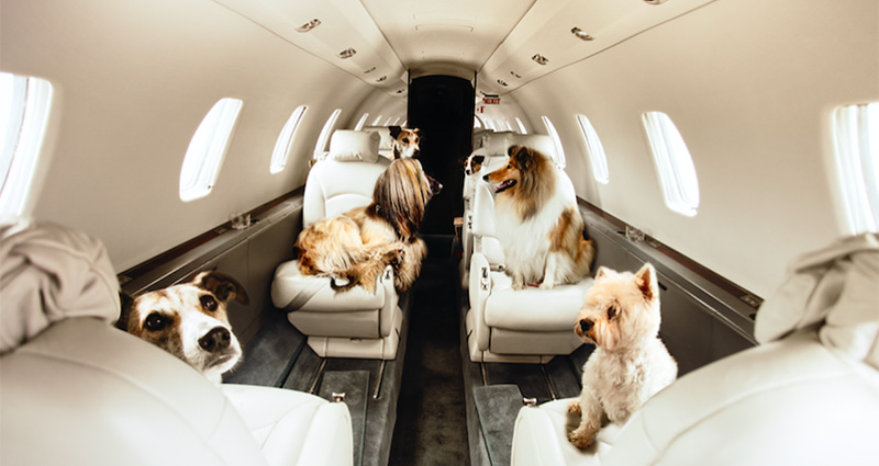 Charter Jet Animaux acceptés